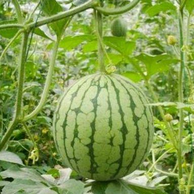 湖州毗山吃瓜,清凉一夏，尽享田园风情