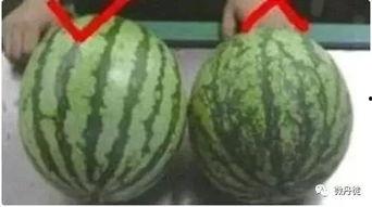 黑皮瓜可以炒着吃的是什么瓜,揭秘家常炒瓜秘诀