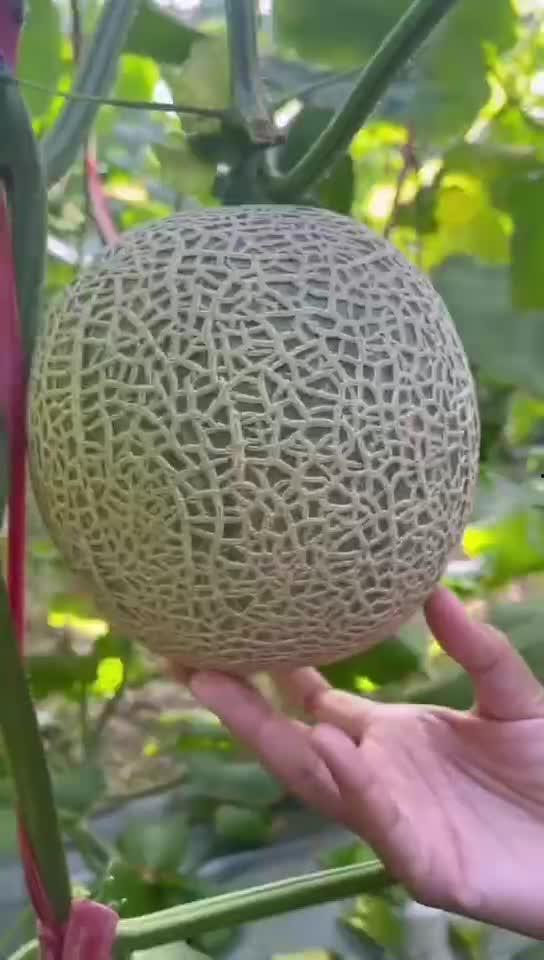 吃玲珑蜜瓜苦,品味人生百态