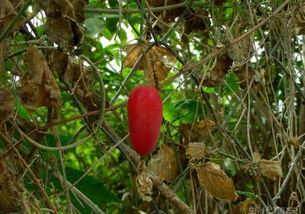 野生茅瓜的果实可以吃吗,天然美食还是未知风险？