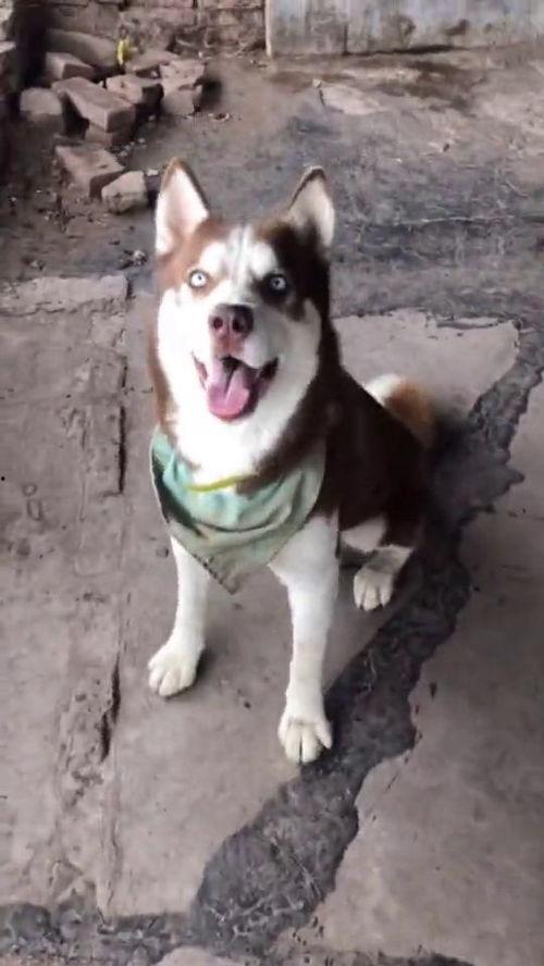 水瓜狗可以吃吗,探究其可食用性及营养价值