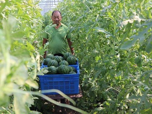 梦见摘树上大瓜吃,揭秘摘树上大瓜的奇幻之旅
