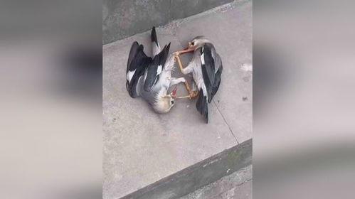 吃瓜群众打架调解,和谐社区共建记