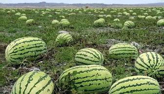 戈壁吃瓜日记,穿越沙漠的趣味旅程