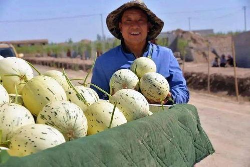 戈壁吃瓜日记,穿越沙漠的趣味旅程