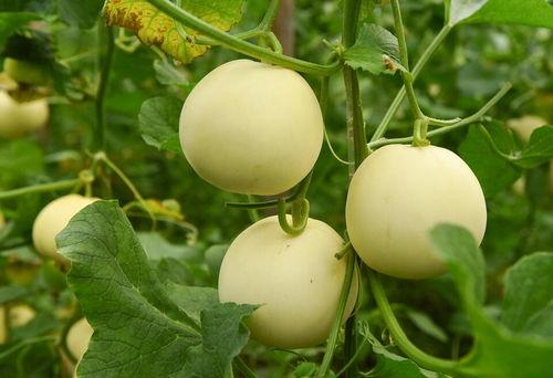 瓜吃皮吃瓤甜瓜,探索甜瓜的多重口感魅力