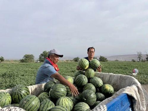 吃瓜火葬场,揭秘生死轮回的神秘面纱