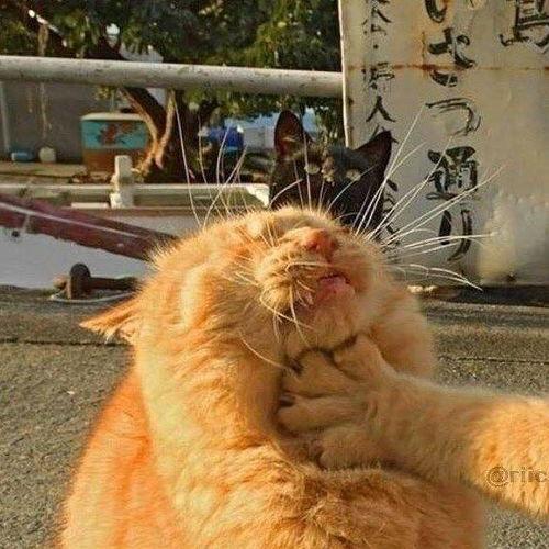 猫咪吃瓜情侣头像,情侣头像中的甜蜜瞬间