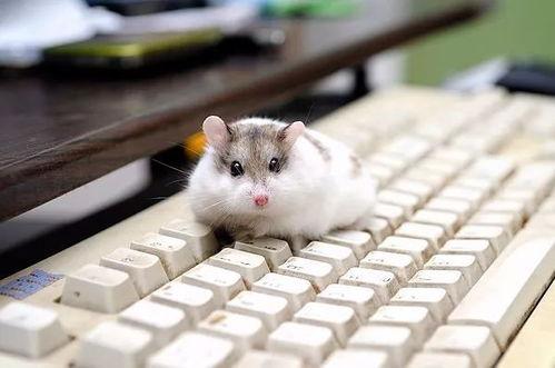 一只仓鼠可以吃四个瓜