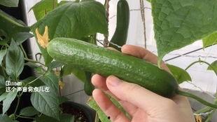 熟吃瓜的种类,探寻各式熟吃瓜的独特风味