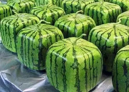 吃瓜来历,揭秘网络时代的“瓜文化”现象