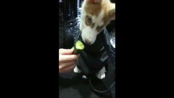 吃瓜狗狗特效视频