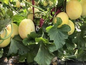 界首吃瓜榜,揭秘当地热门话题与趣味事件