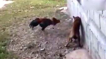 风行吃瓜侠,揭秘娱乐圈幕后风云