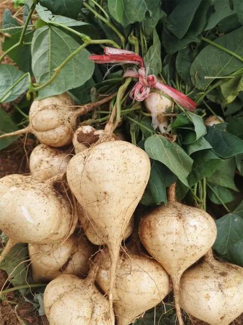 产妇可以吃土瓜吗,土瓜的适宜与禁忌