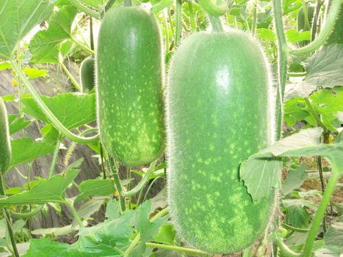 法考机构吃瓜,揭秘吃瓜背后的法律奥秘