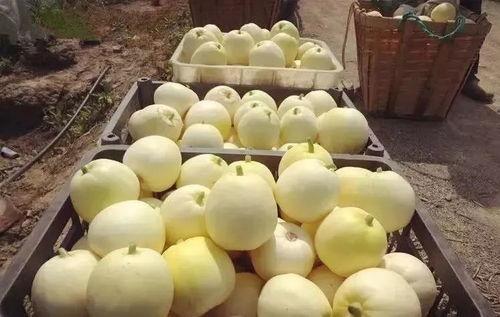 桃花岛吃瓜  第3张