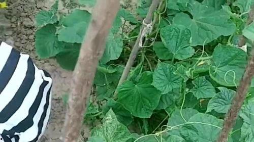 防风少年 吃瓜,揭秘娱乐圈幕后风云  第3张