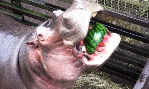 搞笑视频河马吃瓜,一场欢乐的“瓜界”盛宴  第2张