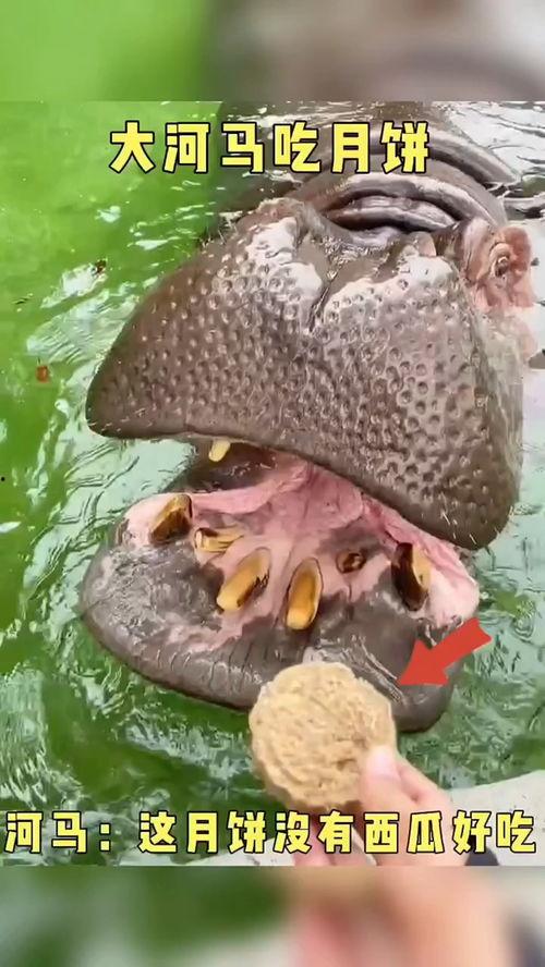 搞笑视频河马吃瓜,一场欢乐的“瓜界”盛宴  第3张