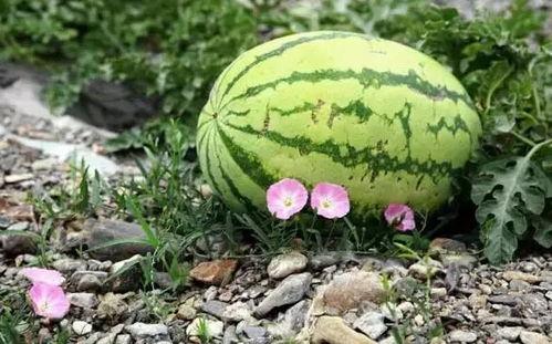 卖瓜不如吃瓜好  第3张