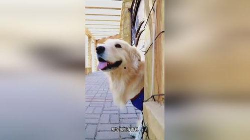 带你吃瓜狗狗面包,带你吃瓜的甜蜜诱惑