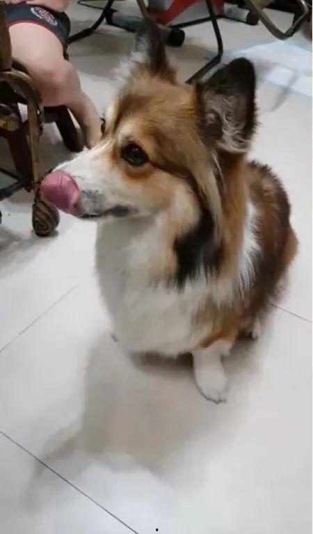 带你吃瓜狗狗面包,带你吃瓜的甜蜜诱惑  第3张