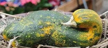 开裂瓜可以吃吗,安全食用指南与营养分析  第2张