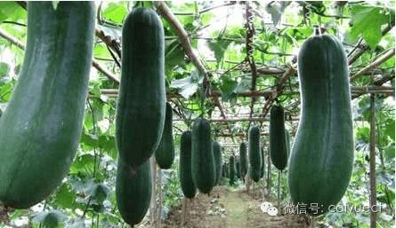 吃瓜策略选几只  第2张