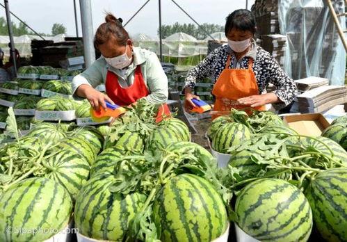 吃瓜策略选几只  第3张