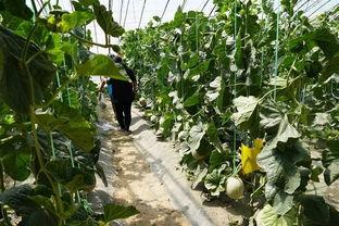 吃瓜民众吃瓜视频大全  第1张