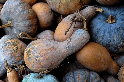 伏瓜可以吃吗,美味可口的夏日佳肴，你了解多少？