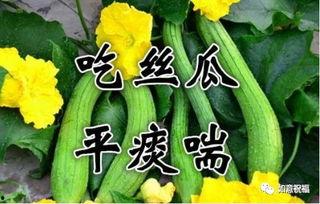 伏瓜可以吃吗,美味可口的夏日佳肴，你了解多少？  第3张