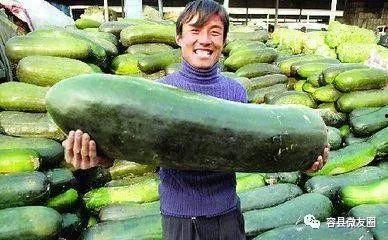 这几天的瓜怎么吃