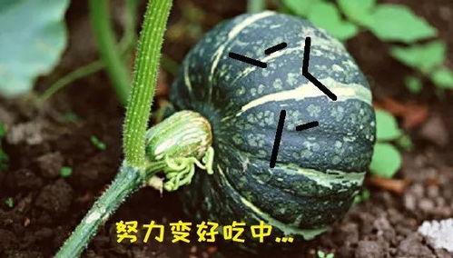 这几天的瓜怎么吃  第2张