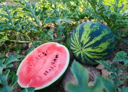 这几天的瓜怎么吃  第3张