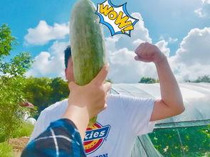 拿瓜怎么吃,轻松解锁美味瓜果新吃法