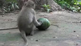 猴王吃瓜完整,一场奇幻的吃瓜盛宴  第3张