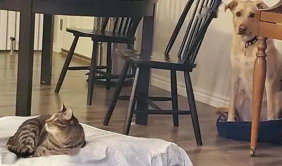 吵架狗猫吃瓜  第3张