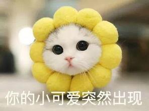 吃瓜狂魔小鹿,揭秘娱乐圈幕后那些事儿  第3张